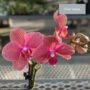 Orchid – Mini Pot